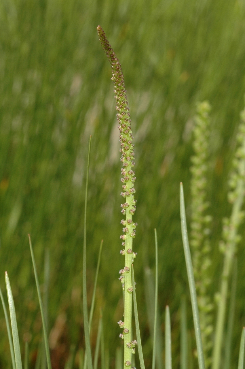 Juncaginaceae Triglochin palustre