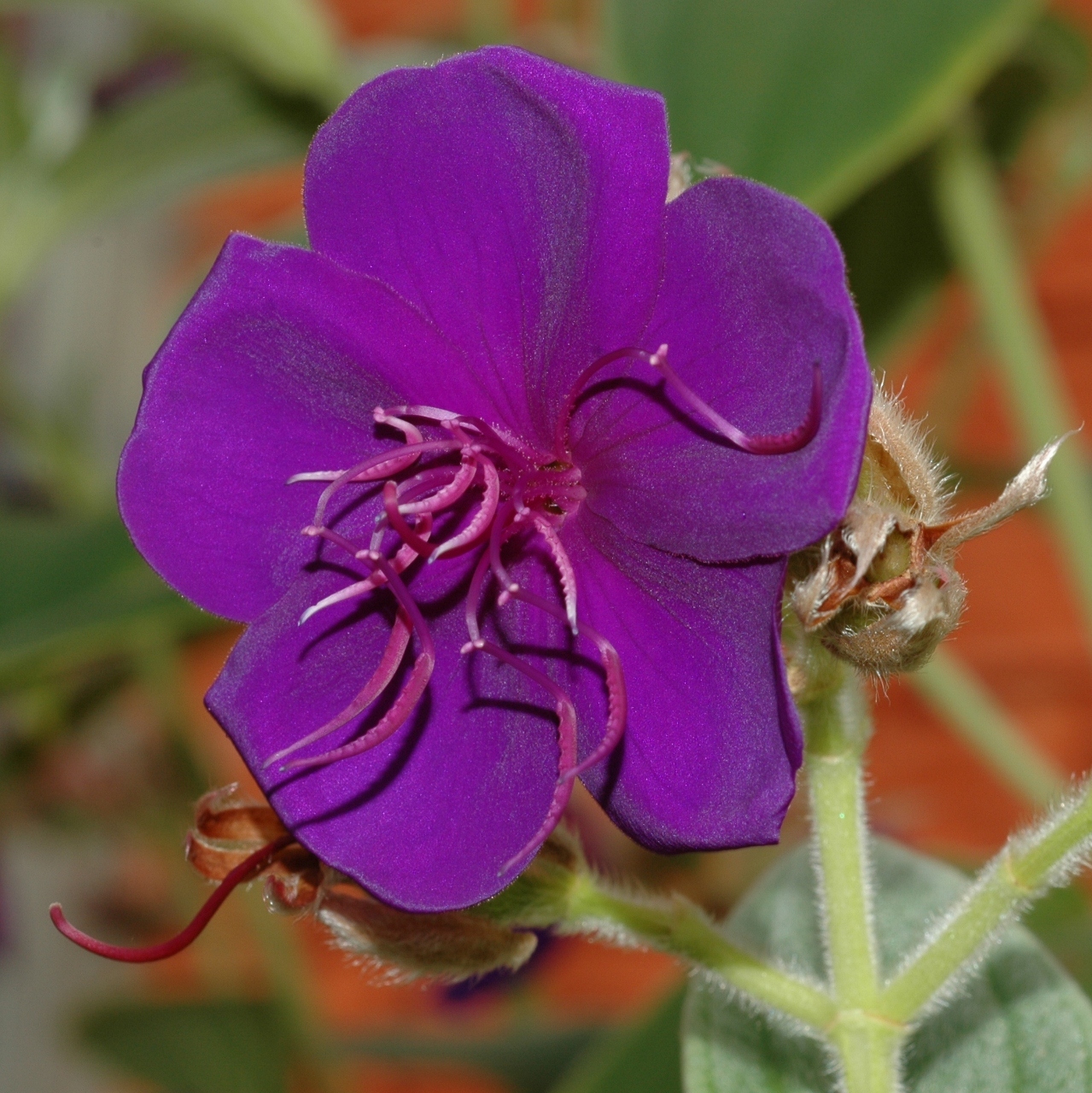 Melastomataceae Tibouchina urvilleana