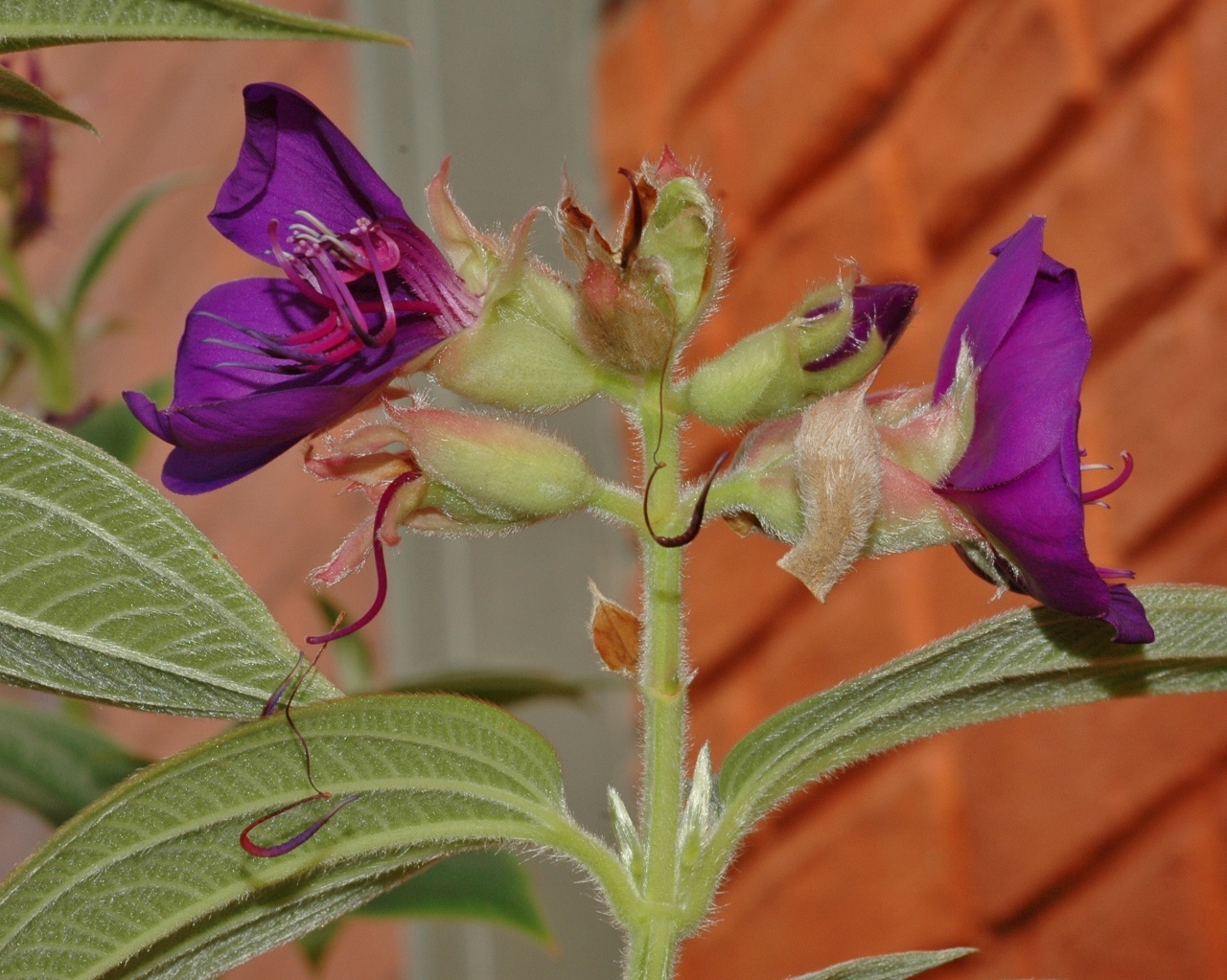 Melastomataceae Tibouchina urvilleana
