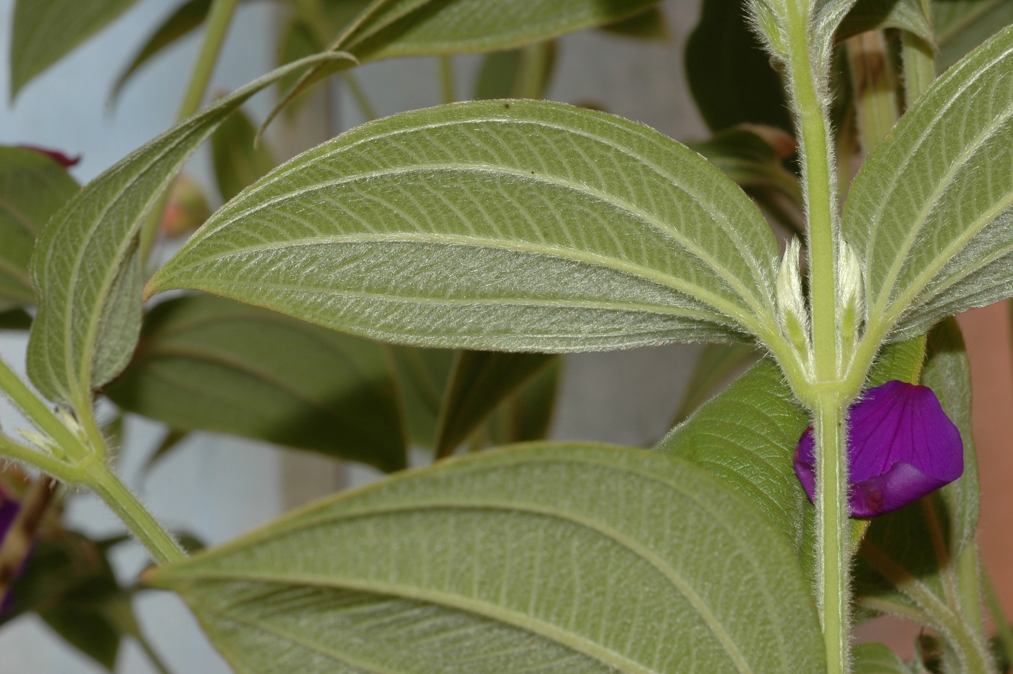 Melastomataceae Tibouchina urvilleana
