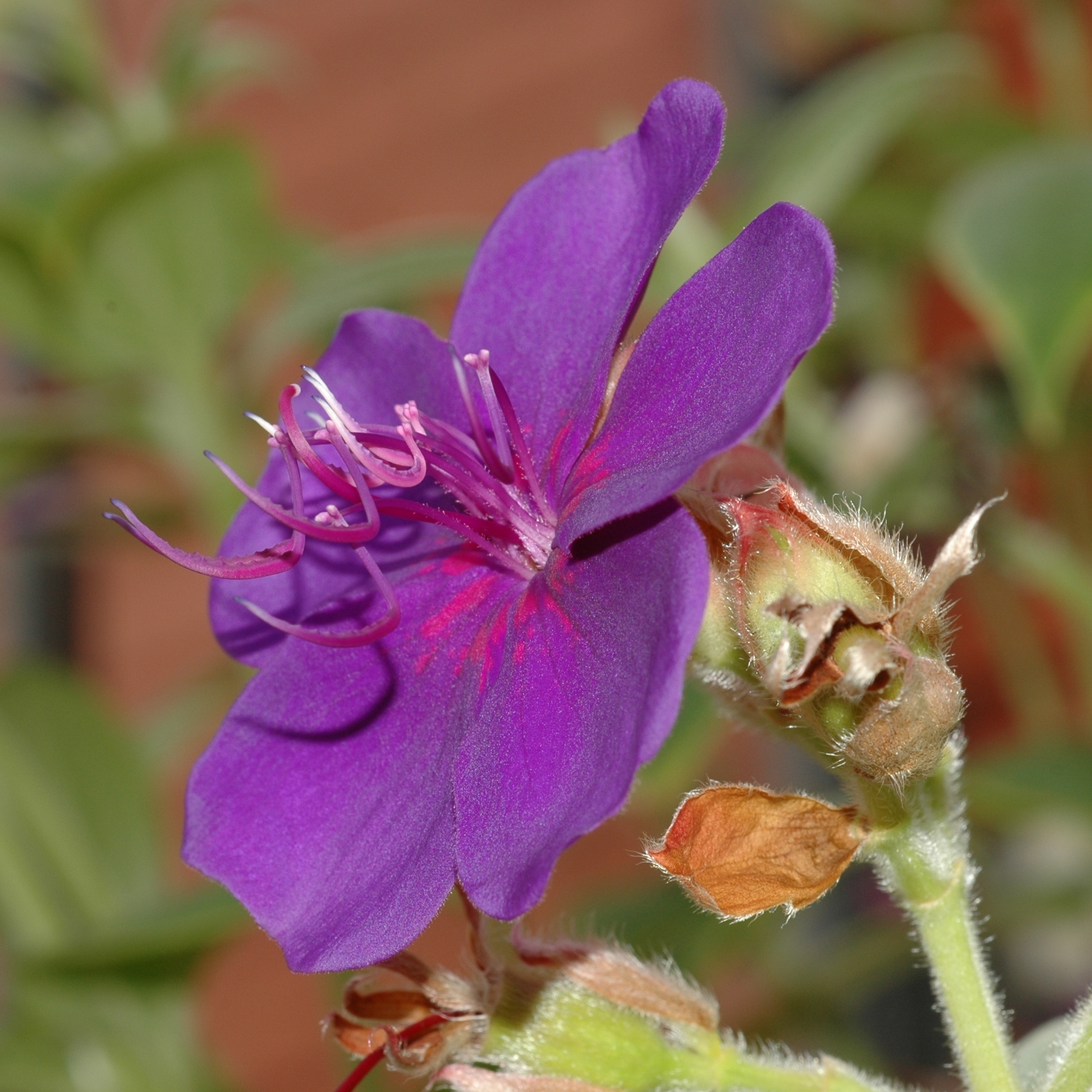 Melastomataceae Tibouchina urvilleana