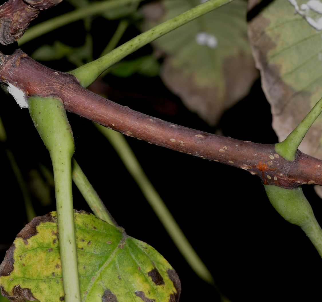 Rutaceae Phellodendron 