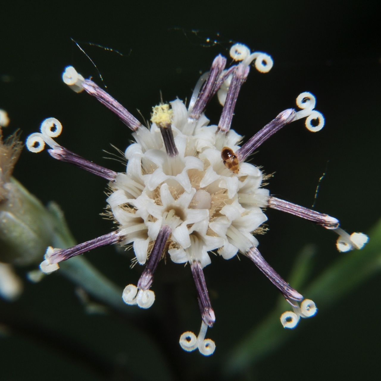 Asteraceae Syneilesis palmata