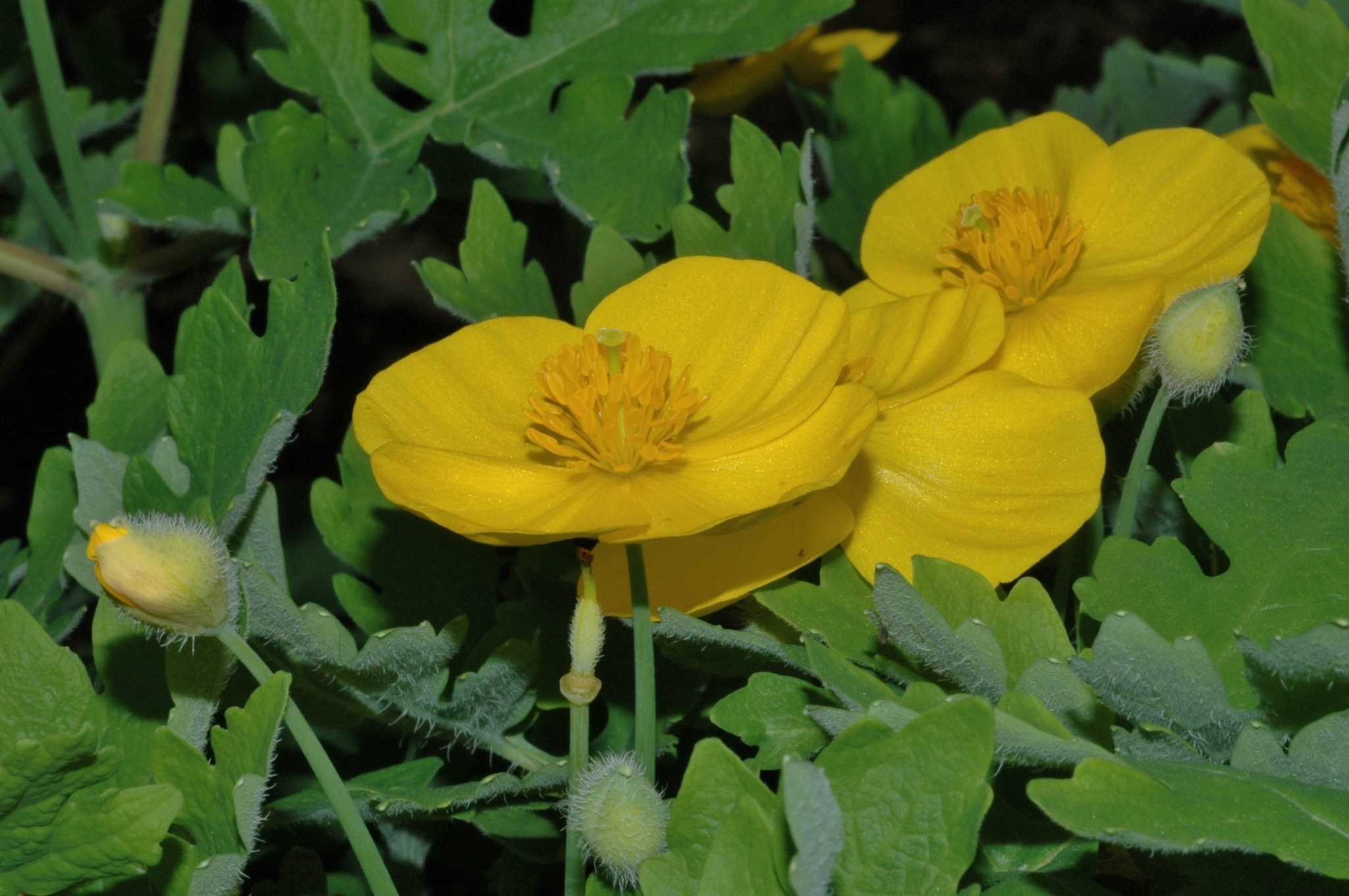 Papaveraceae Stylophorum diphyllum