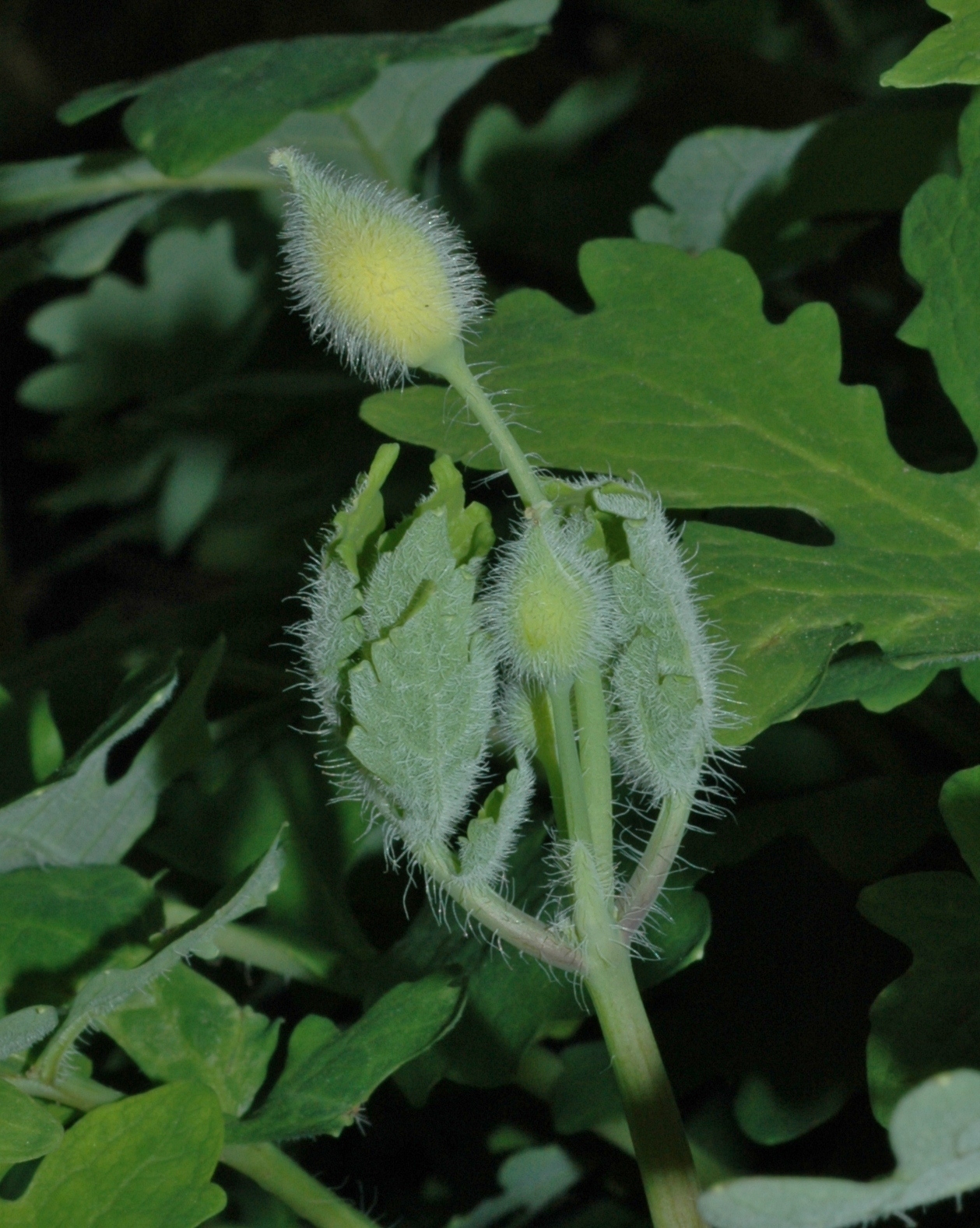 Papaveraceae Stylophorum diphyllum
