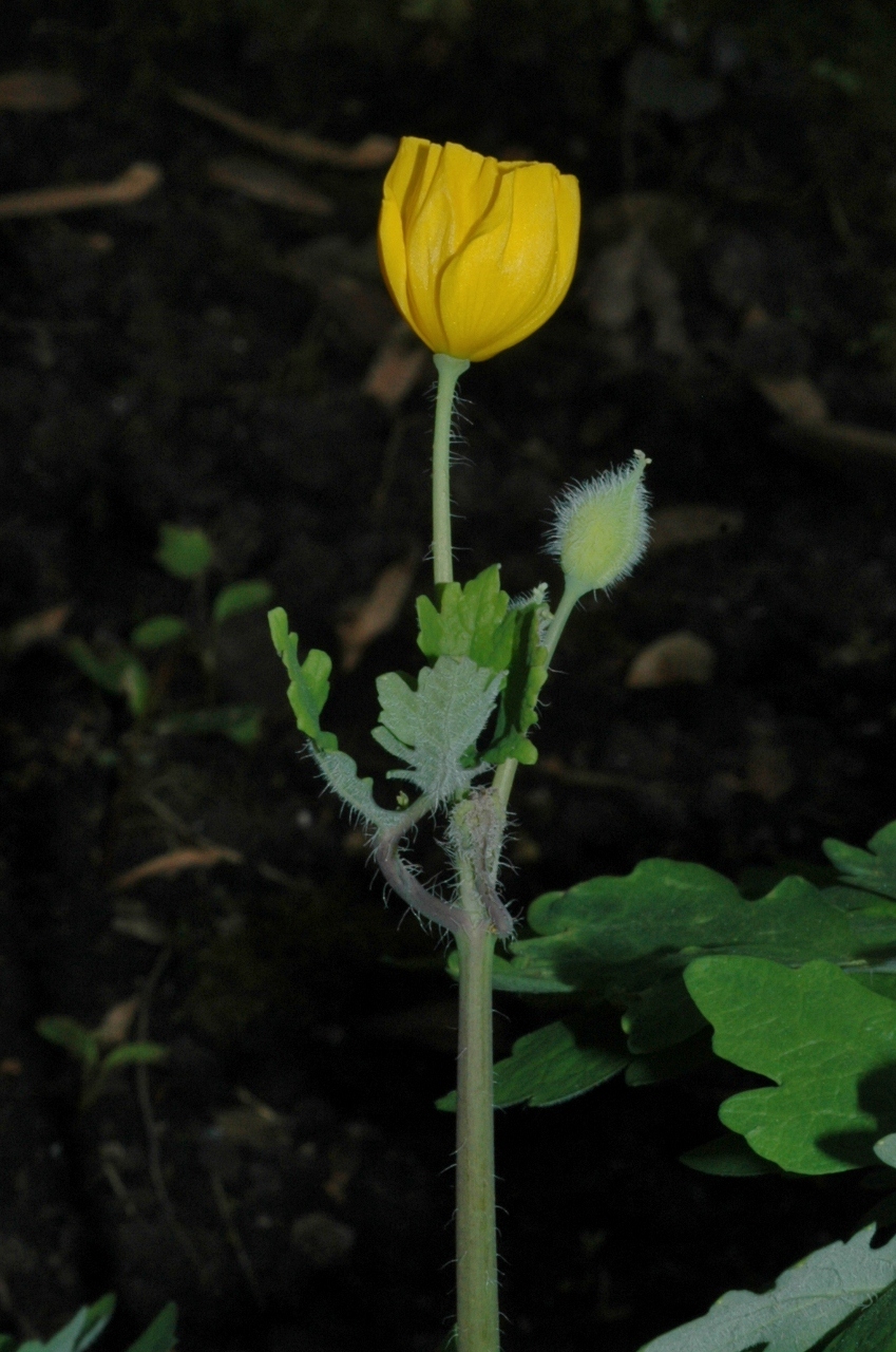 Papaveraceae Stylophorum diphyllum
