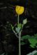 image of Stylophorum diphyllum