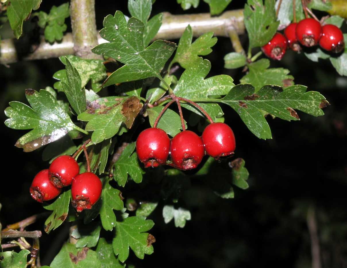 Rosaceae Crataegus monogyna