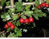 image of Crataegus monogyna