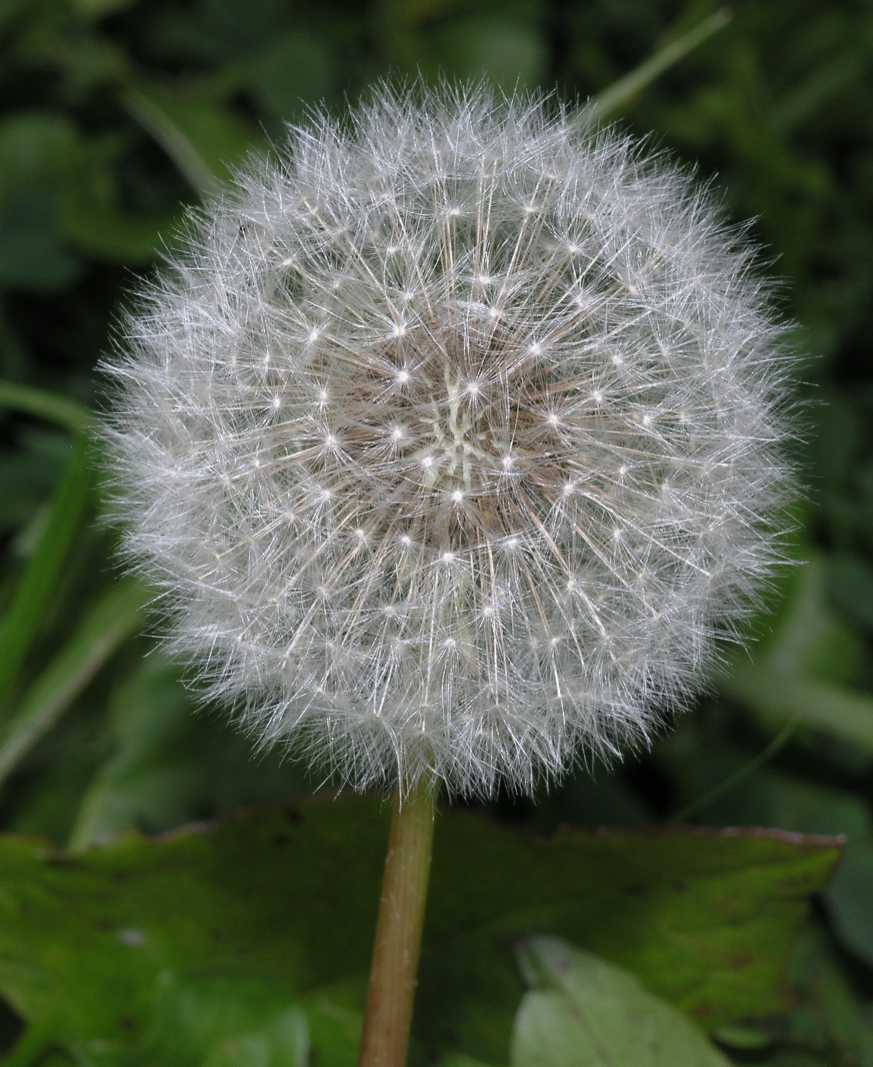 Asteraceae Taraxacum 