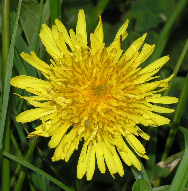 Asteraceae Taraxacum 