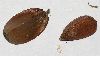 image of Fagus sylvatica