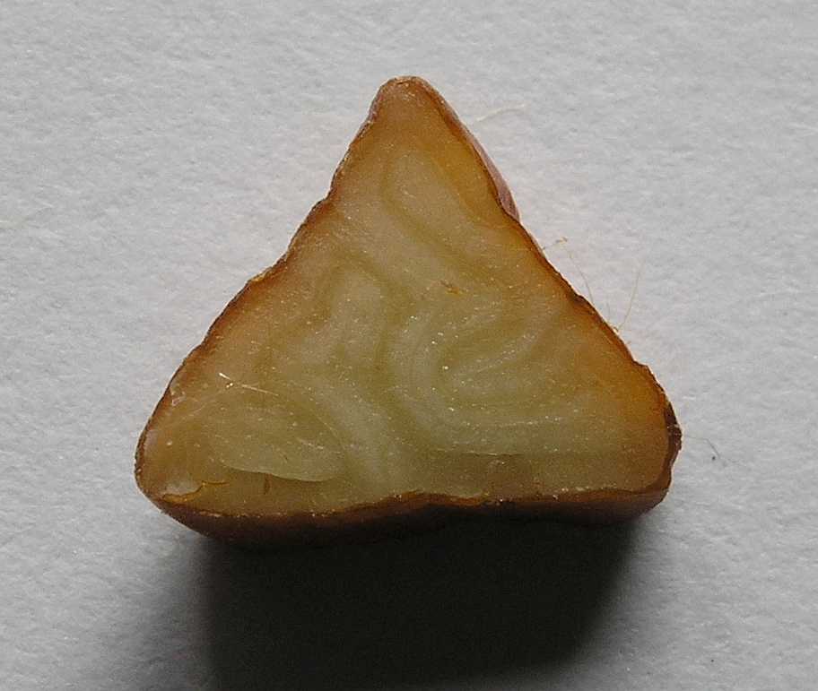 Fagaceae Fagus sylvatica