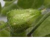 image of Myosoton aquatica