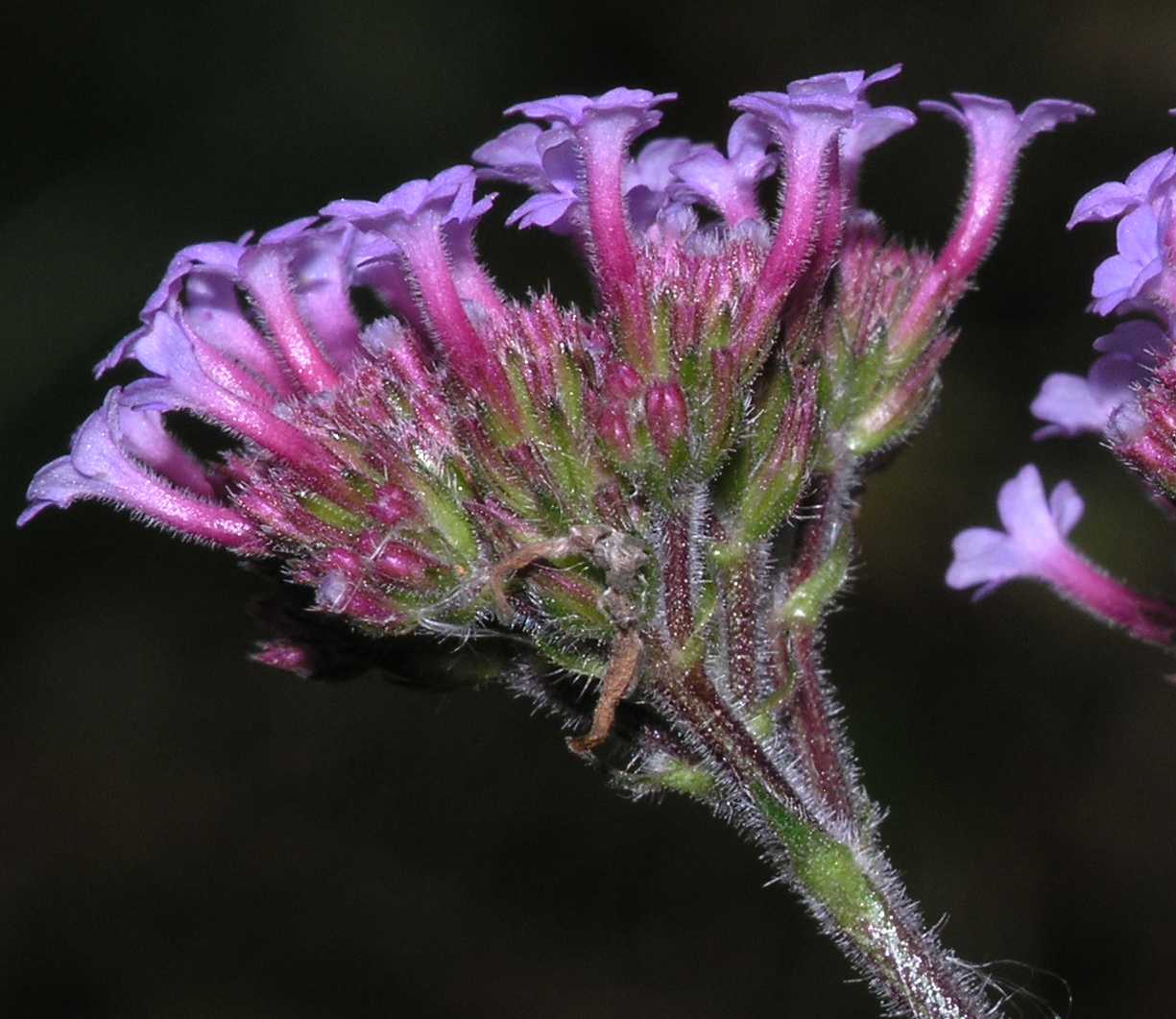 Verbenaceae Verbena bonariensis