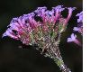 image of Verbena bonariensis