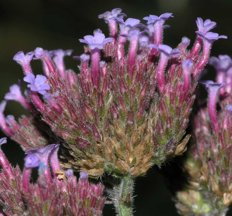 Verbenaceae Verbena bonariensis