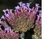 image of Verbena bonariensis