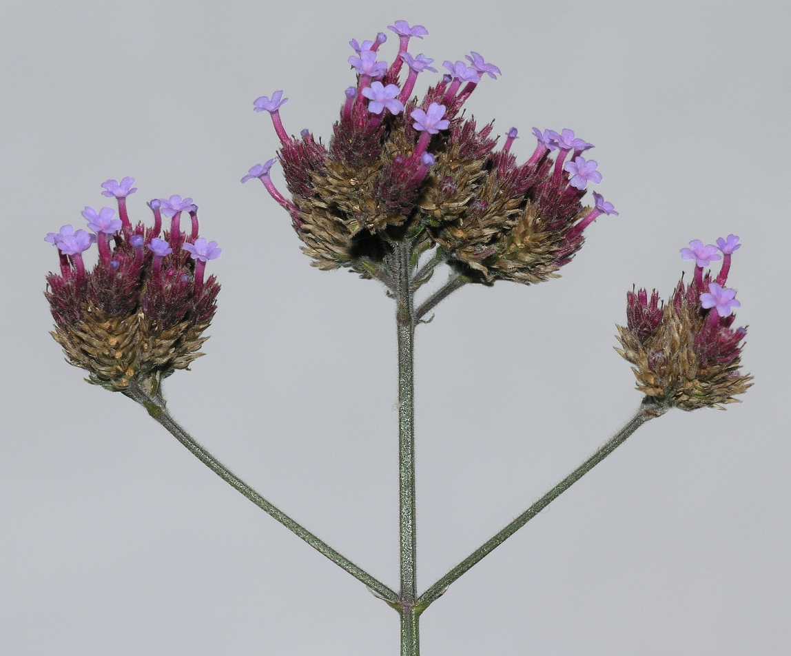 Verbenaceae Verbena bonariensis