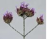 image of Verbena bonariensis