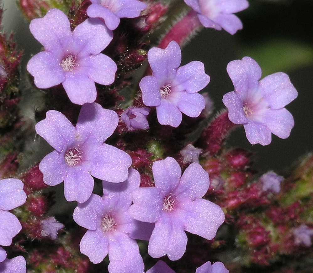 Verbenaceae Verbena bonariensis