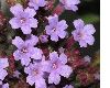 image of Verbena bonariensis