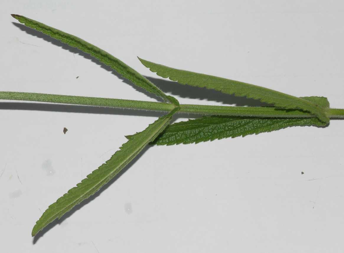 Verbenaceae Verbena bonariensis