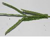 image of Verbena bonariensis