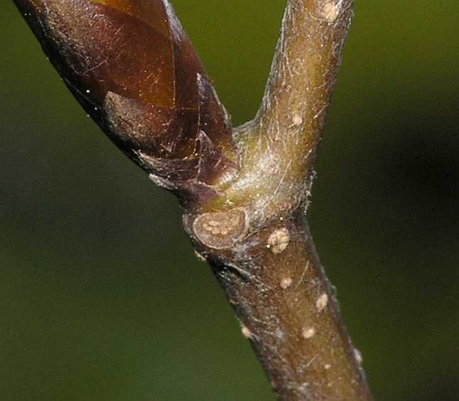 Fagaceae Fagus sylvatica