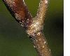 image of Fagus sylvatica