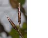 image of Fagus sylvatica
