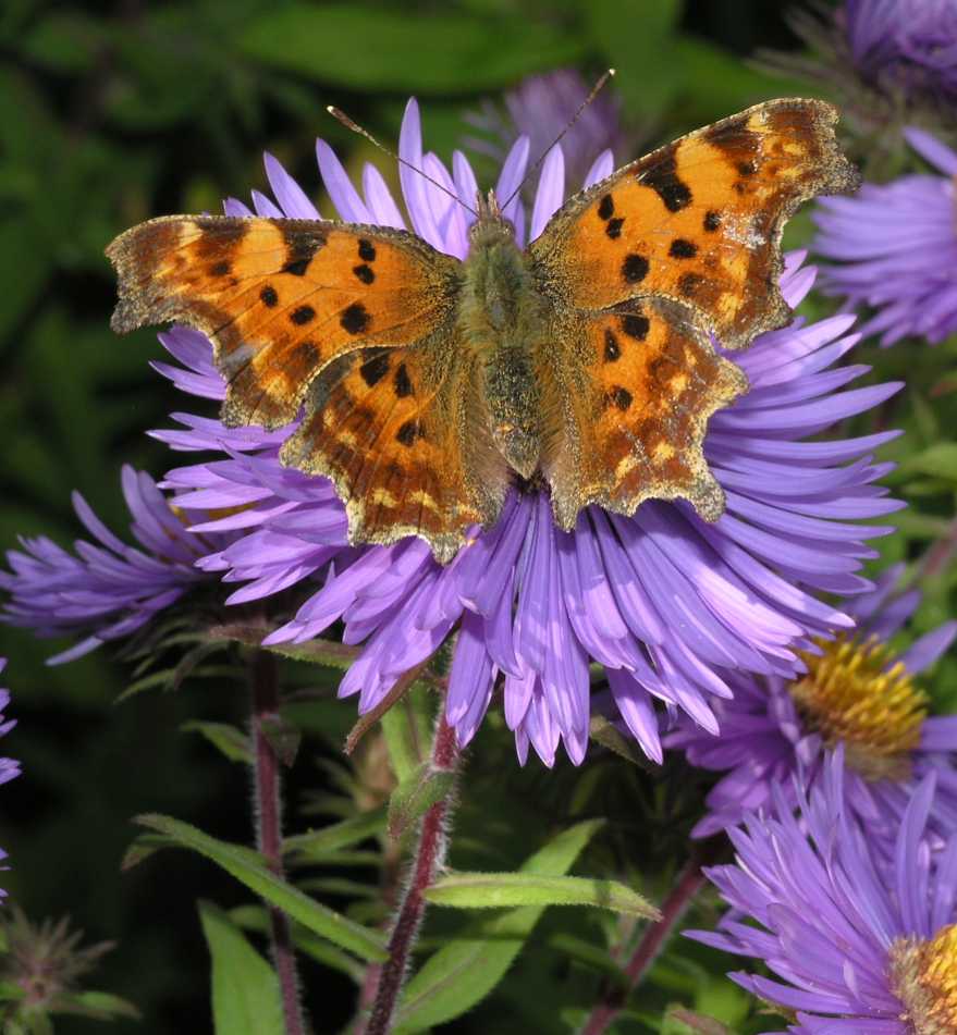 Nymphalidae Polygonia c-album