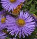 image of Polygonia c-album