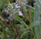 image of Stachys arvensis