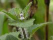 image of Stachys arvensis