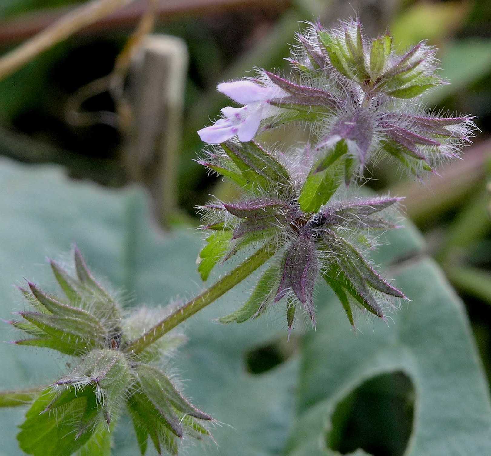 Lamiaceae Stachys arvensis