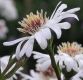 image of Aster novi-belgii