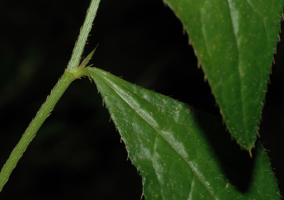 Plumbaginaceae Ceratostigma willmottianum
