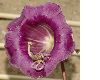 image of Cobaea scandens