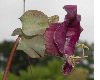 image of Cobaea scandens