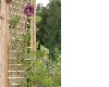 image of Cobaea scandens