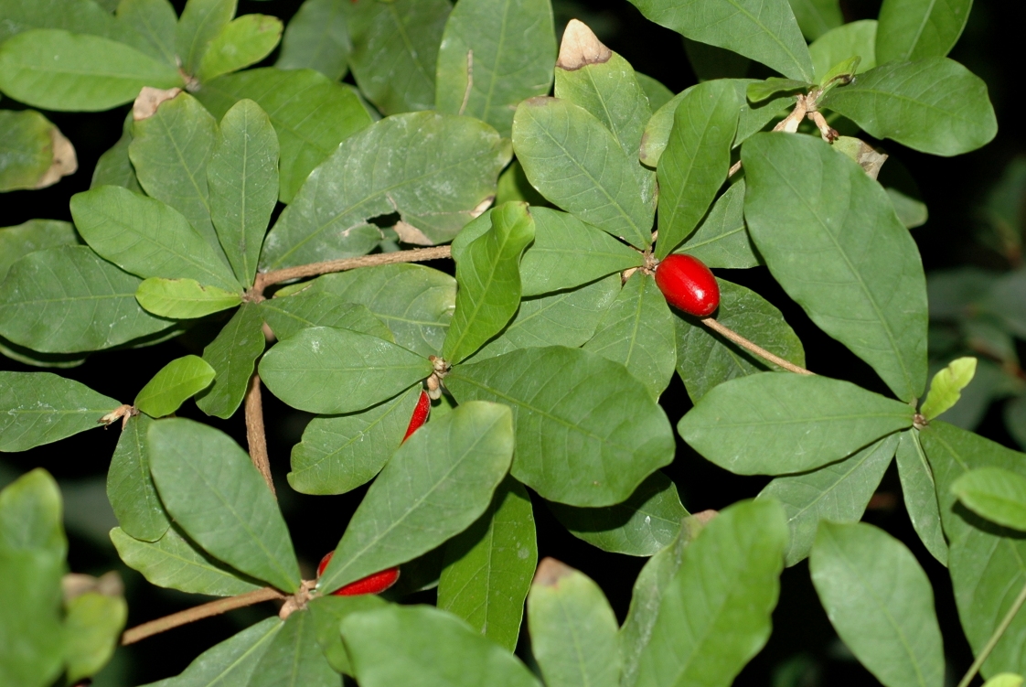 Sapotaceae Synsepalum dulcificum