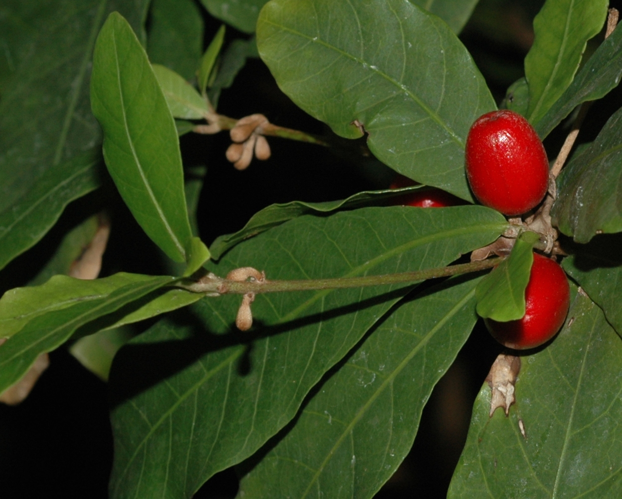 Sapotaceae Synsepalum dulcificum