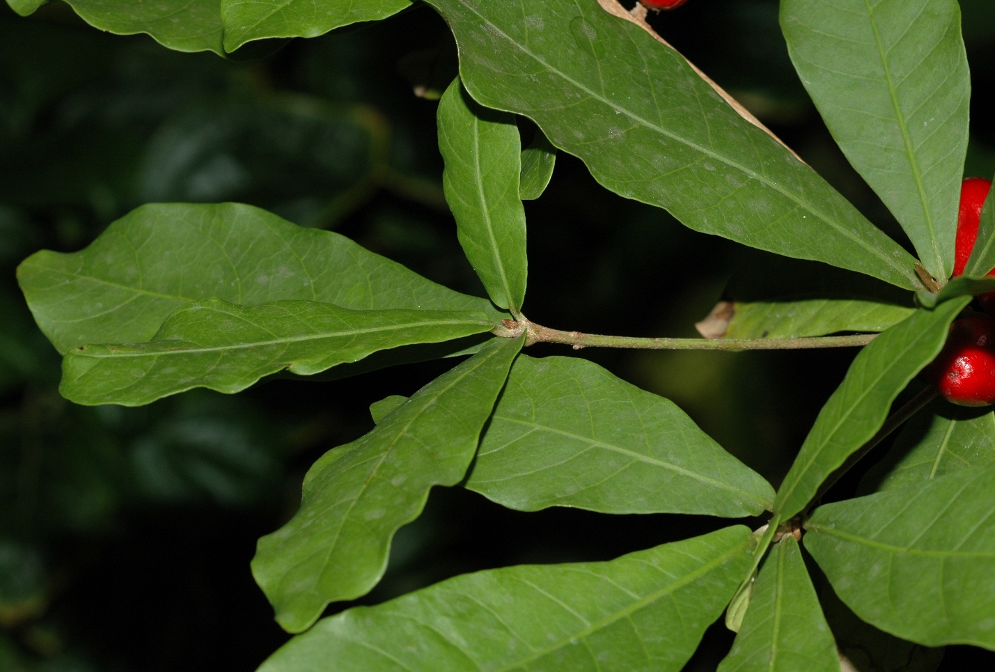Sapotaceae Synsepalum dulcificum