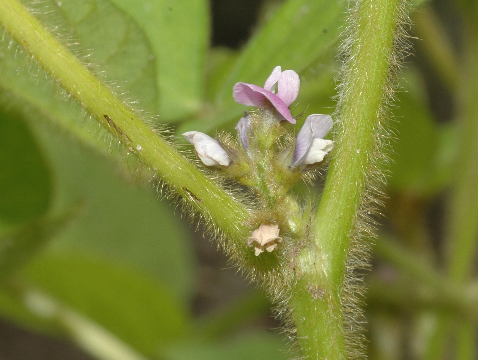 Fabaceae Glycine soja