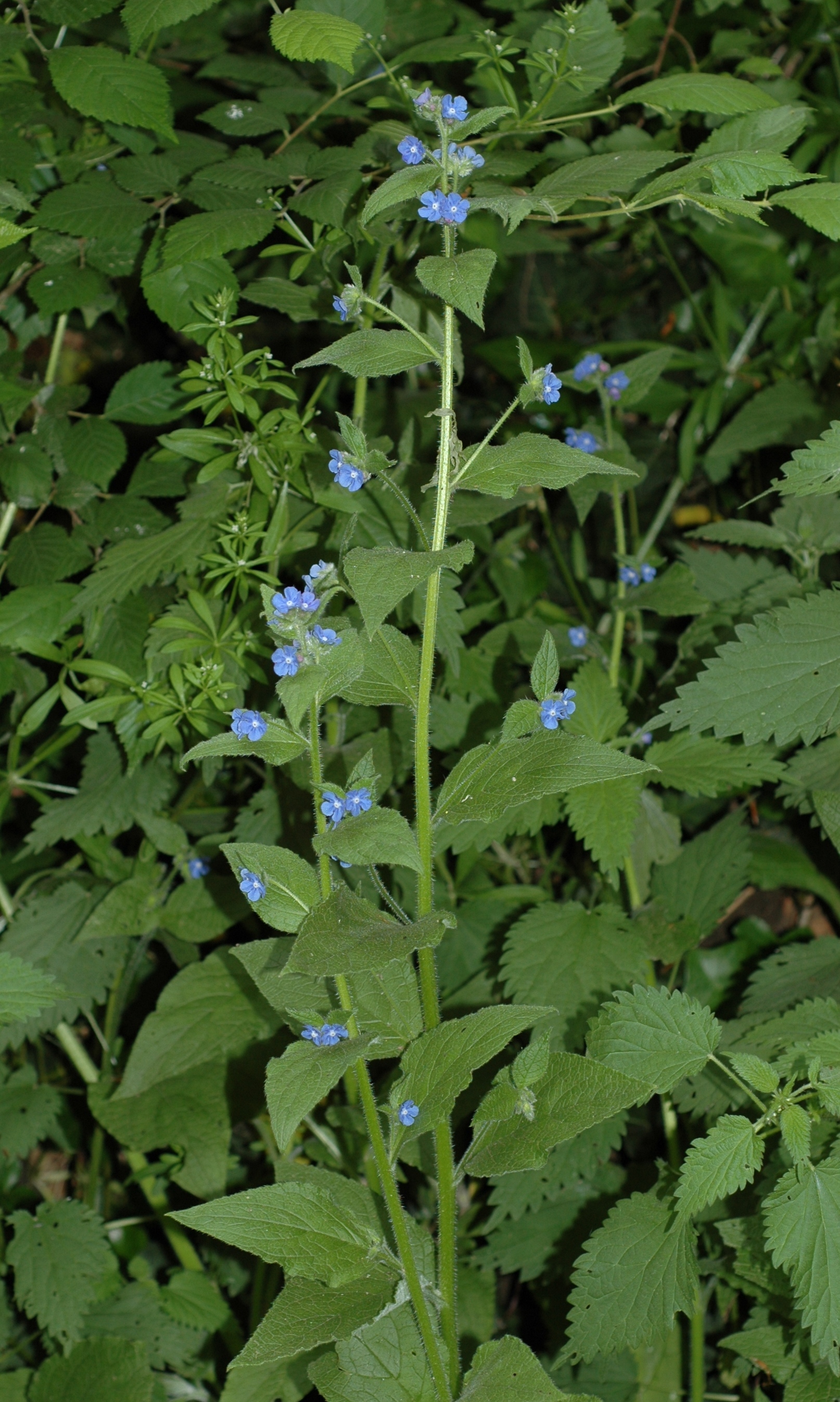 Boraginaceae Pentaglottis sempervirens