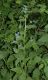 image of Pentaglottis sempervirens