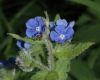 image of Pentaglottis sempervirens