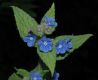 image of Pentaglottis sempervirens