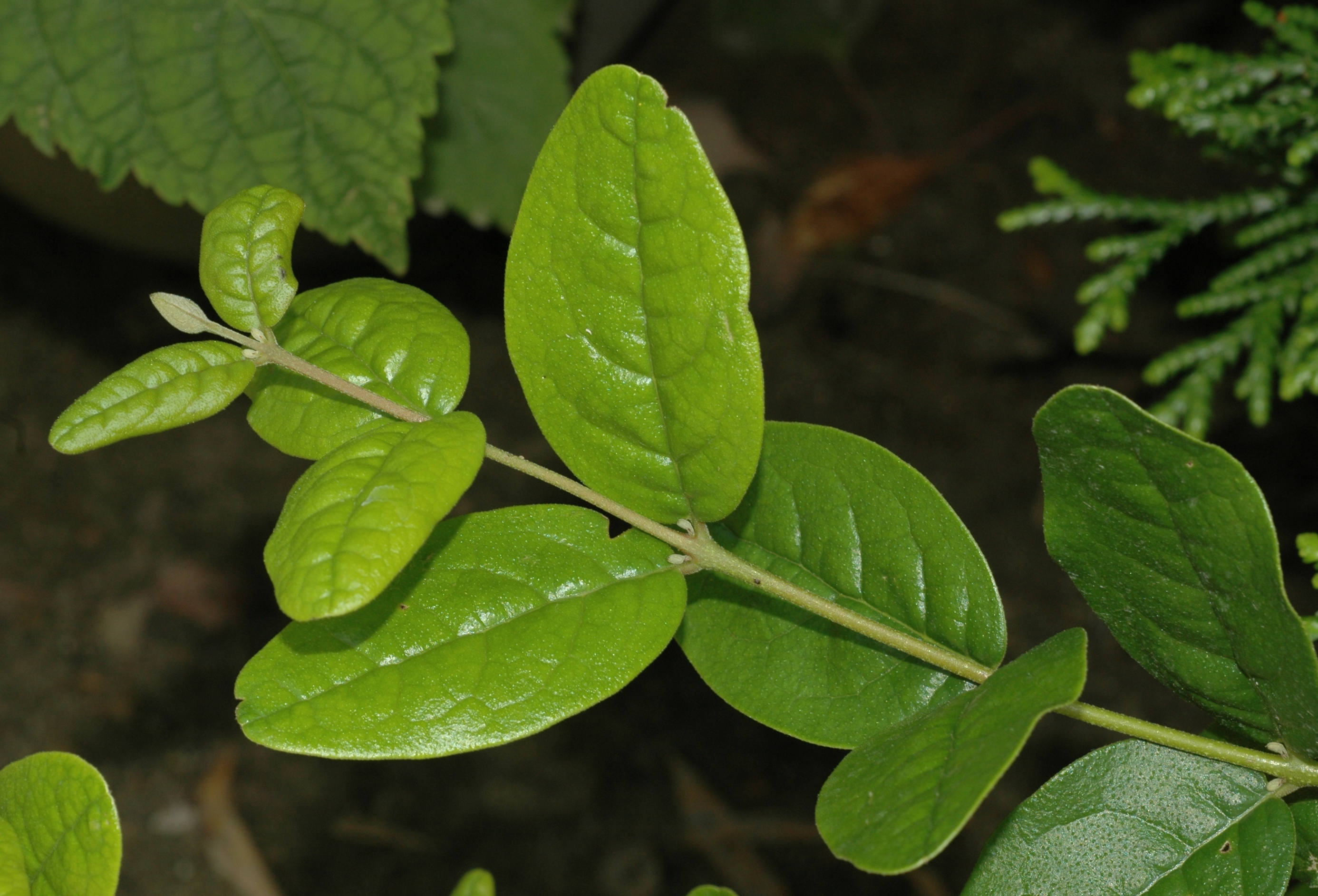 Monimiaceae Peumus boldus